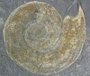 Ammonite Cluster (Harpoceras, Dactylioceras) - Germany #51153-1